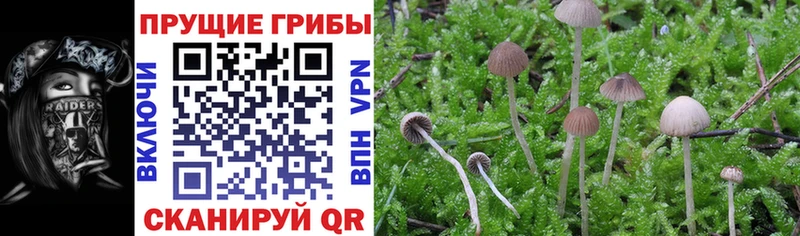 Галлюциногенные грибы Cubensis Купить где Лобня